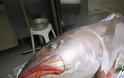 Αλιεύθηκε ψάρι «τέρας» 53,8 κιλών (βίντεο)