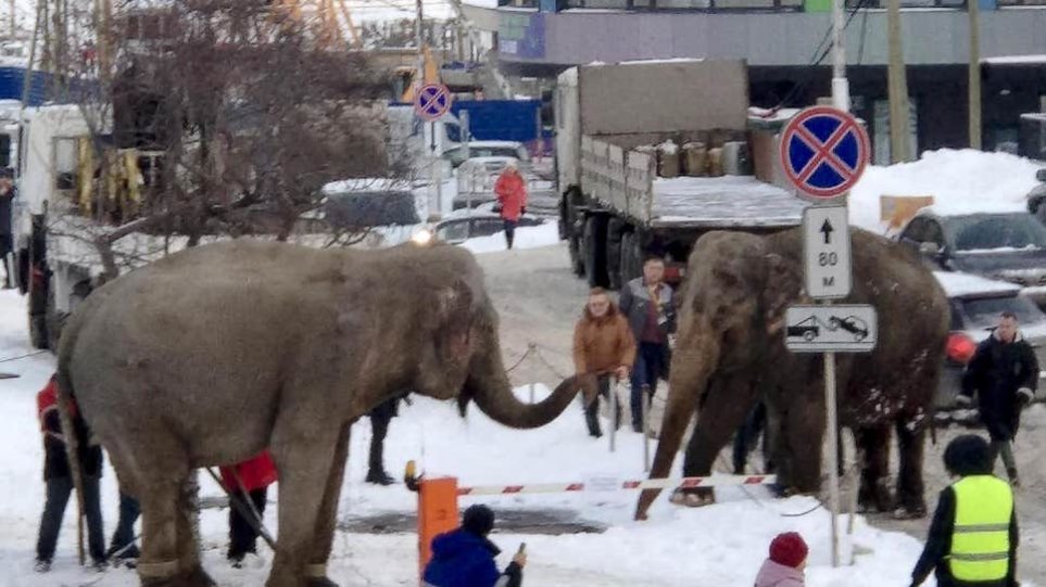 Ελέφαντες «το έσκασαν» από τσίρκο... για να παίξουν στο χιόνι! - Φωτογραφία 1