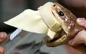 Επιστήμονες δημιούργησαν δηλητήριο φιδιών χωρίς φίδια
