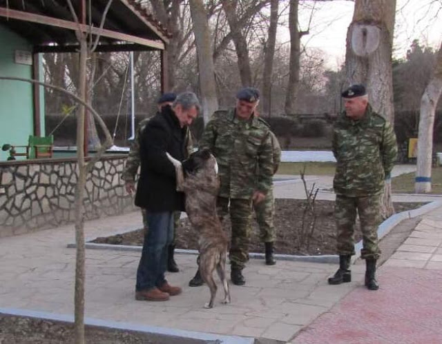 Ο Τουρκικός σκύλος που ζήτησε...άσυλο στο φυλάκιο Πυθίου - Φωτογραφία 1