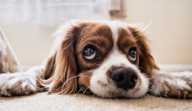 Spotify: Εφτιαξε playlist για τους σκύλους που μένουν μόνοι στο σπίτι - Φωτογραφία 1