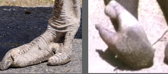 Vadoma: Μια παράξενη φυλή,στην οποία τα μεσαία τρία δάκτυλα στα πόδια απουσιάζουν - Φωτογραφία 1