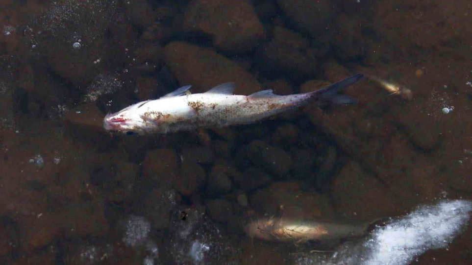 Νεκρά ψάρια ξεβράστηκαν στις όχθες ποταμών - Φωτογραφία 1