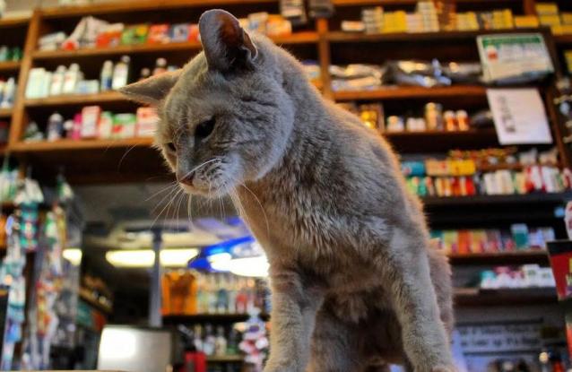 Η ιστορία του γάτου που έγινε δήμαρχος στην Αλάσκα - Φωτογραφία 1