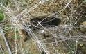 Στα δίχτυα του θανάτου τα ελάφια της Ρόδου - βίντεο & φωτος - Φωτογραφία 8