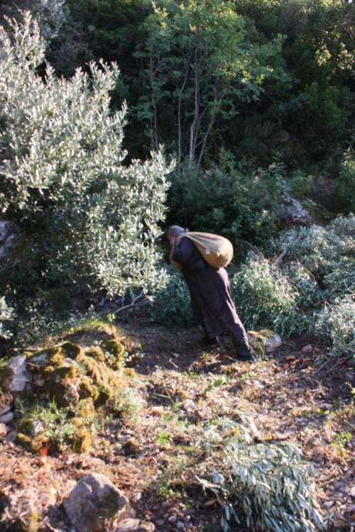 13102 - Στην έρημο του Αγίου Όρους παράγεται ένα εξαιρετικό παρθένο ελαιόλαδο - Φωτογραφία 4