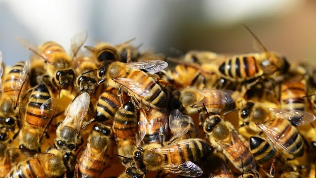 Σ. Σακοράφα: Ερώτηση στη βουλή για τα προβλήματα του κλάδου μελισσοκομίας - Φωτογραφία 1