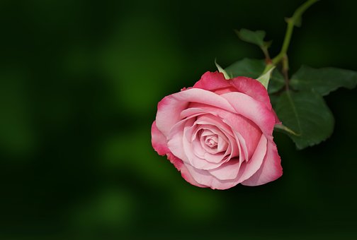 Η Άνοια Μυρίζει Τριαντάφυλλο. - Φωτογραφία 1
