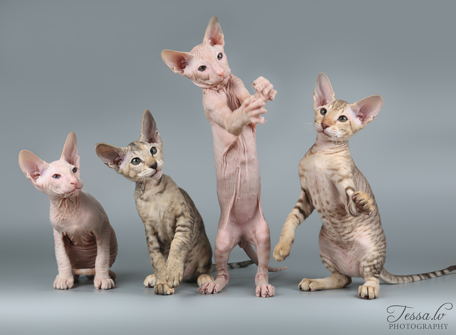 Γάτα Πίτερμπολντ: Το γυμνό αιλουροειδές με την παιχνιδιάρικη διάθεση - Φωτογραφία 2
