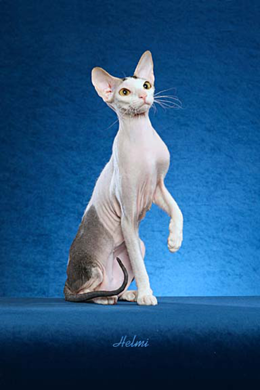Γάτα Πίτερμπολντ: Το γυμνό αιλουροειδές με την παιχνιδιάρικη διάθεση - Φωτογραφία 5