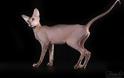 Γάτα Πίτερμπολντ: Το γυμνό αιλουροειδές με την παιχνιδιάρικη διάθεση - Φωτογραφία 1
