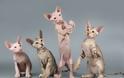 Γάτα Πίτερμπολντ: Το γυμνό αιλουροειδές με την παιχνιδιάρικη διάθεση - Φωτογραφία 2