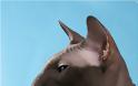 Γάτα Πίτερμπολντ: Το γυμνό αιλουροειδές με την παιχνιδιάρικη διάθεση - Φωτογραφία 4