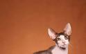 Γάτα Πίτερμπολντ: Το γυμνό αιλουροειδές με την παιχνιδιάρικη διάθεση - Φωτογραφία 6