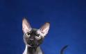 Γάτα Πίτερμπολντ: Το γυμνό αιλουροειδές με την παιχνιδιάρικη διάθεση - Φωτογραφία 7