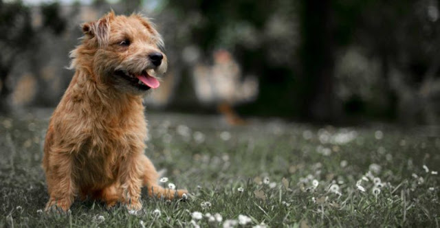 «Δάγκωμα» 5.000 ευρώ για θανάτωση σκύλου - Φωτογραφία 1