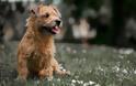 «Δάγκωμα» 5.000 ευρώ για θανάτωση σκύλου