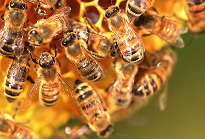 Η κλιματική αλλαγή μειώνει την παραγωγικότητα των μελισσών - Φωτογραφία 1