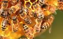 Η κλιματική αλλαγή μειώνει την παραγωγικότητα των μελισσών