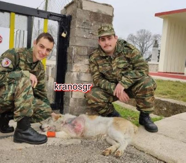 Στρατιώτες σώζουν σκύλο από χτύπημα αυτοκινήτου και βέβαιο θάνατο - Φωτογραφία 1