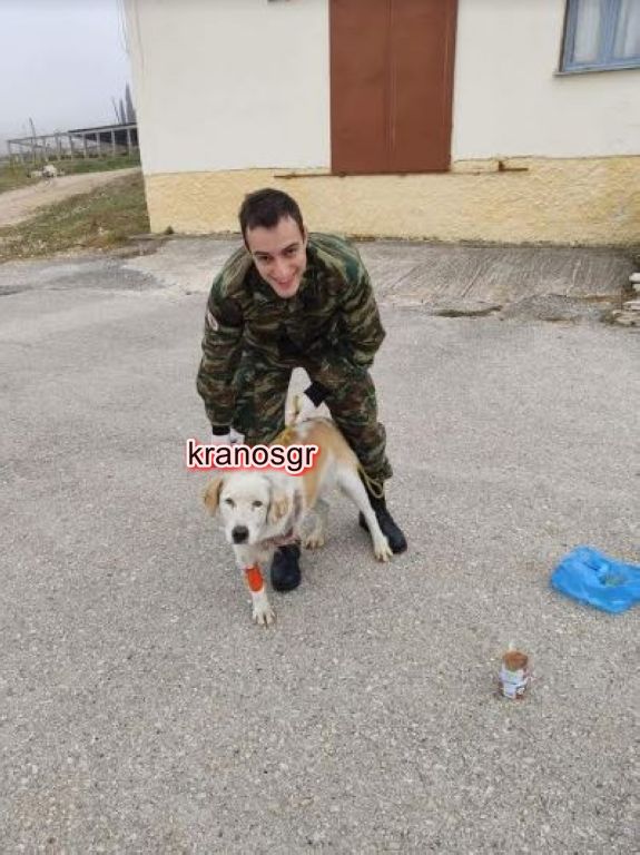 Στρατιώτες σώζουν σκύλο από χτύπημα αυτοκινήτου και βέβαιο θάνατο - Φωτογραφία 2