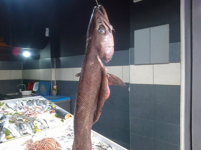 Ένα μεγάλο ψάρι με την ονομασία Στεργιόνι, ψαρεύτηκε στον ΑΣΤΑΚΟ και εκτίθεται στην ΠΑΤΡΑ - [ΦΩΤΟ] - Φωτογραφία 1