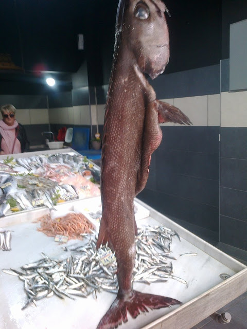 Ένα μεγάλο ψάρι με την ονομασία Στεργιόνι, ψαρεύτηκε στον ΑΣΤΑΚΟ και εκτίθεται στην ΠΑΤΡΑ - [ΦΩΤΟ] - Φωτογραφία 2