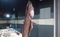 Ένα μεγάλο ψάρι με την ονομασία Στεργιόνι, ψαρεύτηκε στον ΑΣΤΑΚΟ και εκτίθεται στην ΠΑΤΡΑ - [ΦΩΤΟ] - Φωτογραφία 1