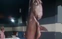 Ένα μεγάλο ψάρι με την ονομασία Στεργιόνι, ψαρεύτηκε στον ΑΣΤΑΚΟ και εκτίθεται στην ΠΑΤΡΑ - [ΦΩΤΟ] - Φωτογραφία 2