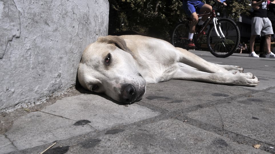 Φόλες στο Αττικό Άλσος - Νεκρά οκτώ σκυλιά - Φωτογραφία 1