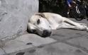Φόλες στο Αττικό Άλσος - Νεκρά οκτώ σκυλιά