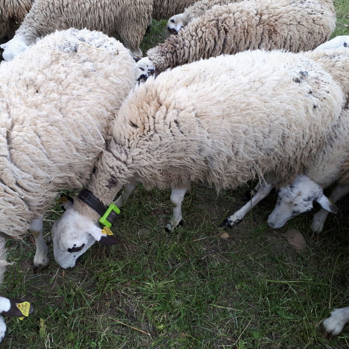 Κρήτη: Ένα πρόβατο με...GPS έδειξε τους ζωοκλέφτες! - Φωτογραφία 1