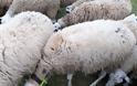 Κρήτη: Ένα πρόβατο με...GPS έδειξε τους ζωοκλέφτες!