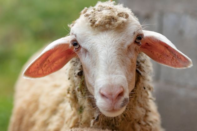 Πρόβατο με GPS οδήγησε στη σύλληψη ζωοκλεφτών στην Κρήτη - Φωτογραφία 1