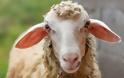 Πρόβατο με GPS οδήγησε στη σύλληψη ζωοκλεφτών στην Κρήτη