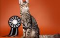 Γάτα Αγκύρας: Παιχνιδιάρα και τρυφερή, ιδανική για παιδιά και ηλικιωμένους