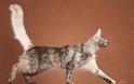 Γάτα Αγκύρας: Παιχνιδιάρα και τρυφερή, ιδανική για παιδιά και ηλικιωμένους - Φωτογραφία 3