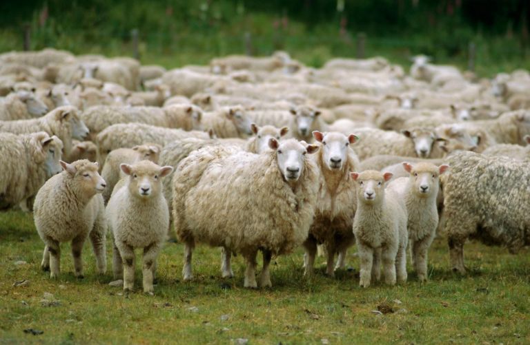 Ενα πρόβατο με GPS στην κουδούνα πρόδωσε τους ζωοκλέφτες - Φωτογραφία 1