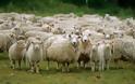 Ενα πρόβατο με GPS στην κουδούνα πρόδωσε τους ζωοκλέφτες