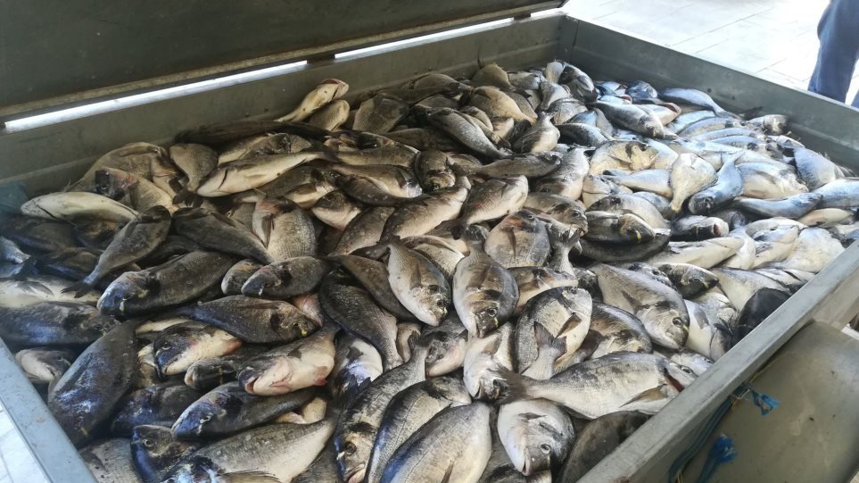 Λαθραλιείς «σήκωσαν» 600 κιλά ψάρια από ιχθυοτροφείο - Φωτογραφία 1