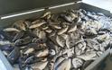 Λαθραλιείς «σήκωσαν» 600 κιλά ψάρια από ιχθυοτροφείο