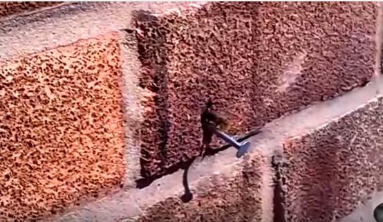 Μέλισσα αφαιρεί καρφί από τοίχο! (Video) - Φωτογραφία 1