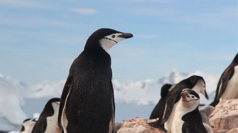 Δραματική μείωση των πιγκουίνων του είδους Πυγοσκελίς της Ανταρκτικής διαπίστωσαν επιστήμονες - Φωτογραφία 1