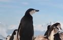Δραματική μείωση των πιγκουίνων του είδους Πυγοσκελίς της Ανταρκτικής διαπίστωσαν επιστήμονες
