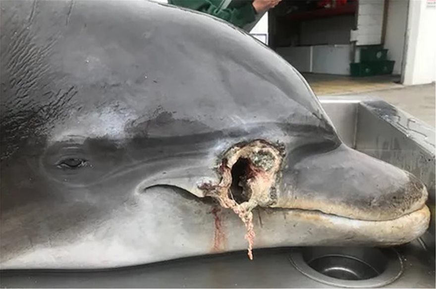 Θηριωδία: Νεκρό δελφίνι με σφαίρα στο κεφάλι - Φωτογραφία 2