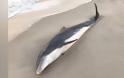 Θηριωδία: Νεκρό δελφίνι με σφαίρα στο κεφάλι - Φωτογραφία 1