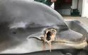 Θηριωδία: Νεκρό δελφίνι με σφαίρα στο κεφάλι - Φωτογραφία 2
