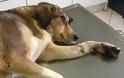 Ποινή φυλάκισης 15 μηνών και πρόστιμο 5.000 ευρώ για κακοποίηση σκύλου