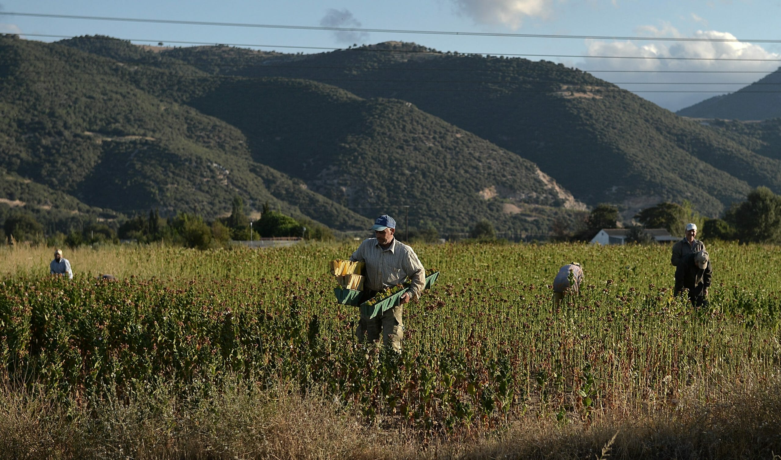Δουλειές στα χωράφια σε χιλιάδες πρόσφυγες και μετανάστες - Φωτογραφία 1