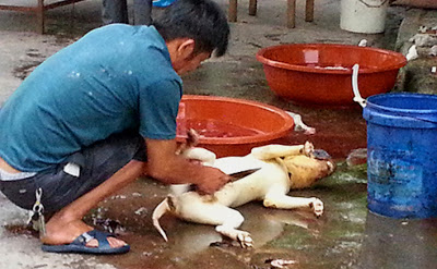 Οι Κινέζοι παρά την επιδημία συνεχίζουν να τρώνε άγρια ζώα - Φωτογραφία 2